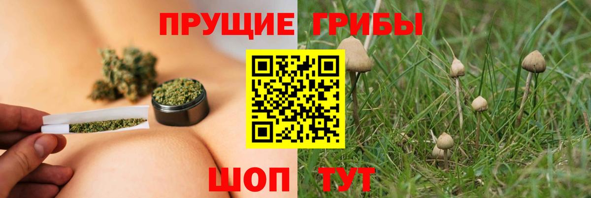 Бугуруслан  Псилоцибиновые грибы Psilocybine cubensis  Вход с VPN 